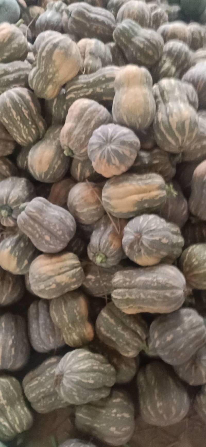 小金香南瓜，质优价廉，欢迎新老朋友联系一次合作终生的朋友