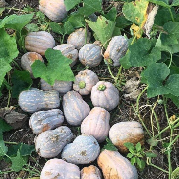 小金香南瓜，质优价廉，欢迎新老朋友联系一次合作终生的朋友