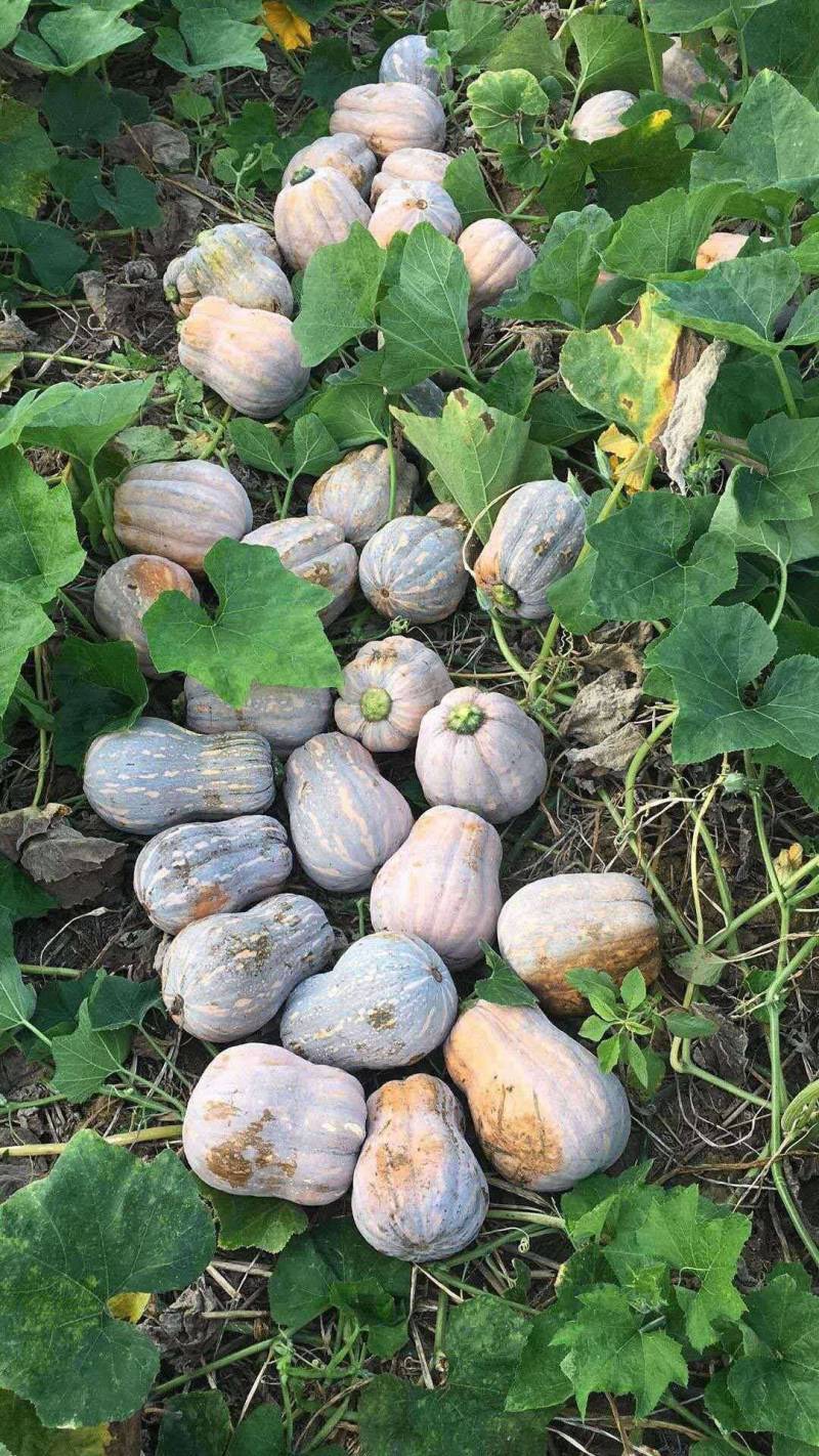 小金香南瓜，质优价廉，欢迎新老朋友联系一次合作终生的朋友