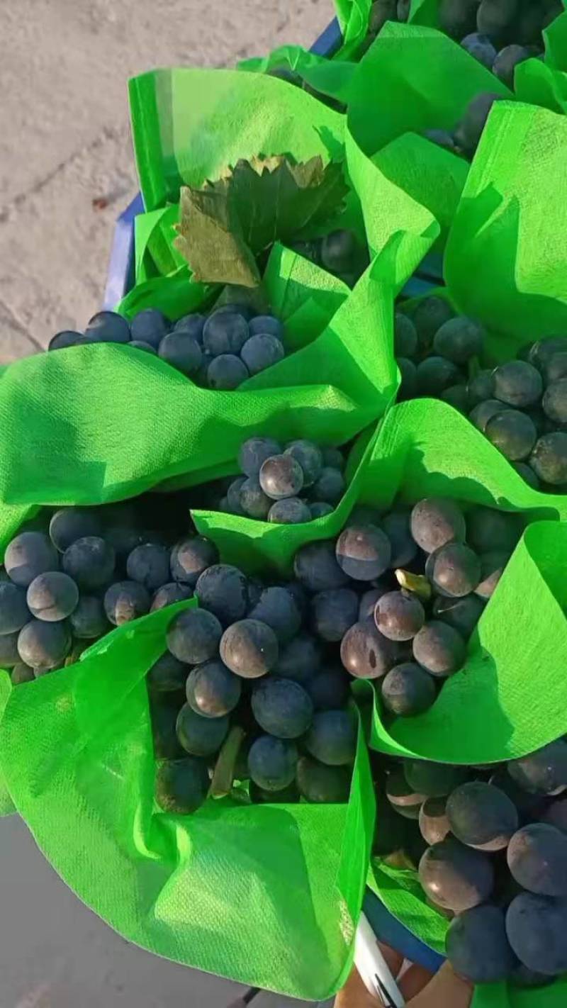 山东省平邑千多亩种植基地的葡萄大量上市，串形好，颗粒大