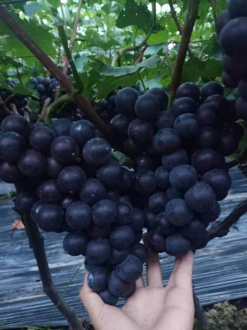 山东省平邑千多亩种植基地的葡萄大量上市，串形好，颗粒大