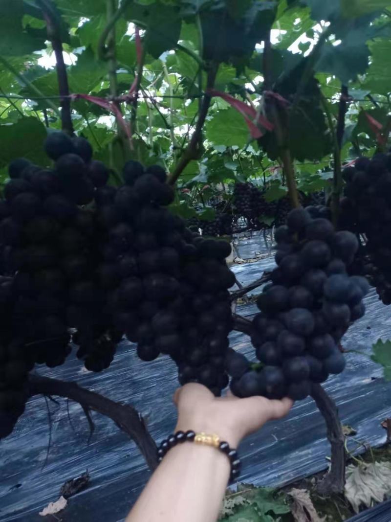 山东省平邑千多亩种植基地的葡萄大量上市，串形好，颗粒大