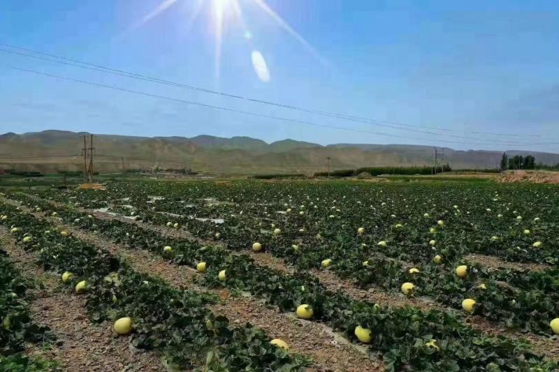 甘肃省白银市旱砂银蒂蜜瓜，西沙宝瓜大量有货中