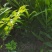 现挖现卖纯生态洋荷姜