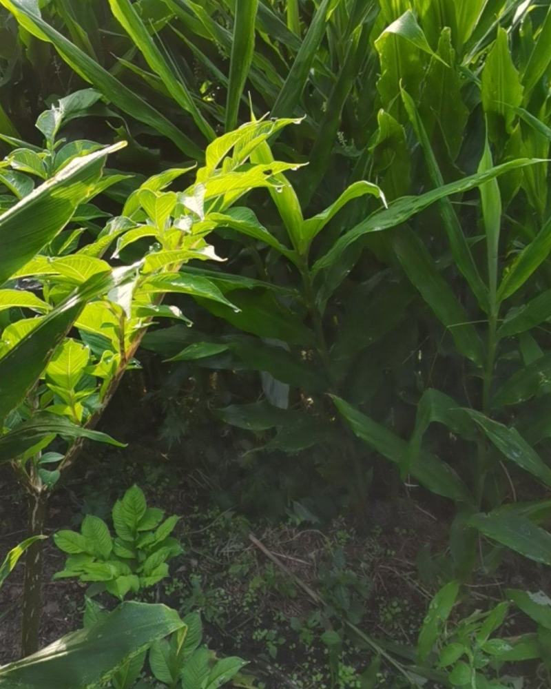 现挖现卖纯生态洋荷姜