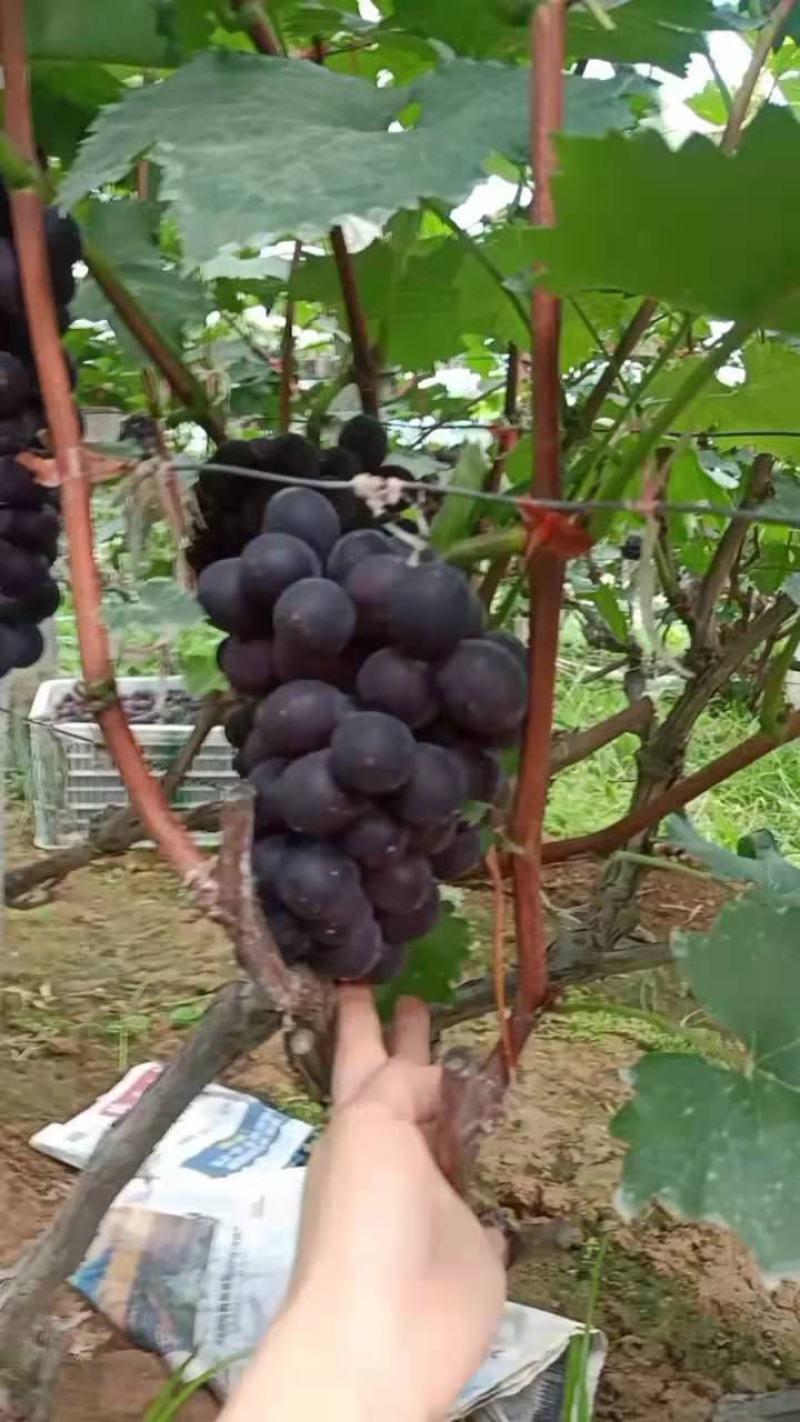 山东省平邑千多亩种植基地的葡萄大量上市，串形好，颗粒大