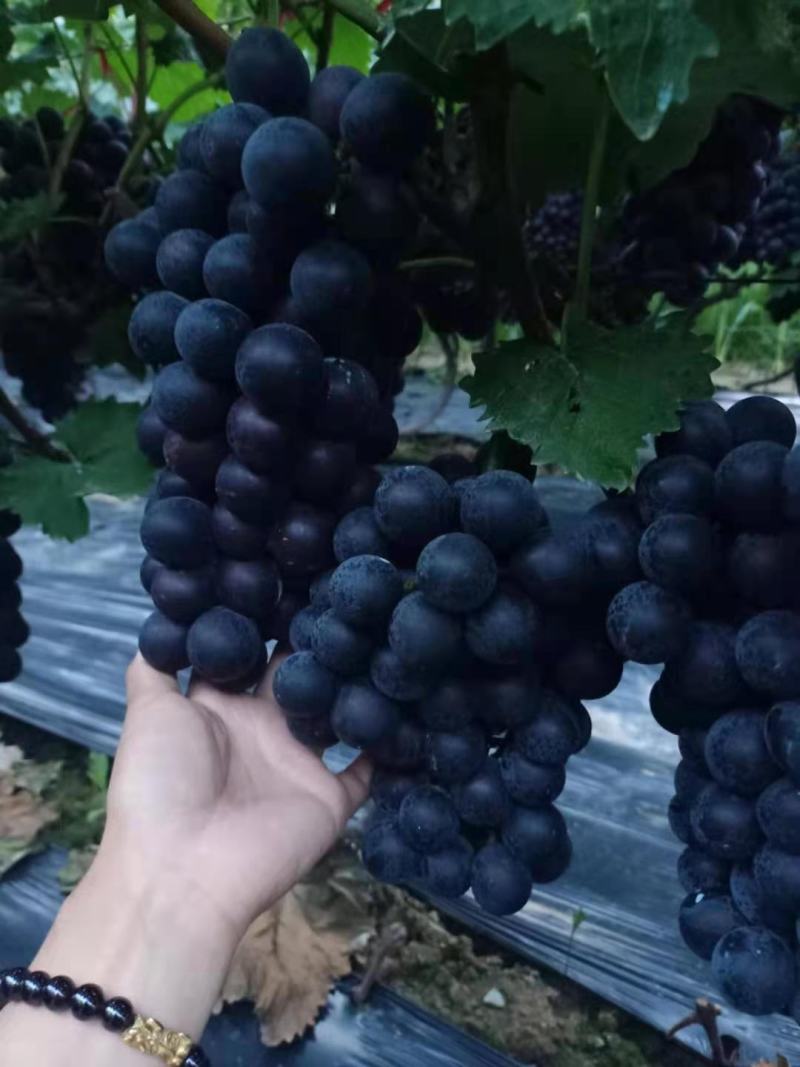 山东省平邑千多亩种植基地的葡萄大量上市，串形好，颗粒大