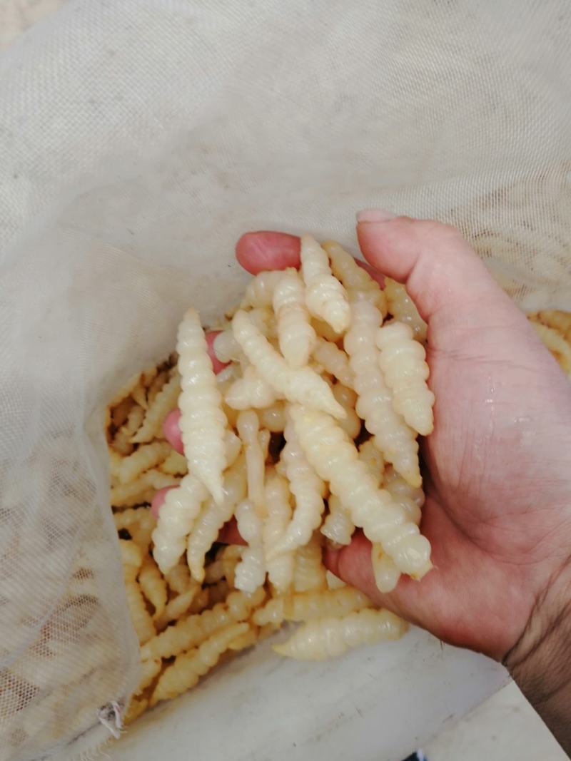 自家工厂生产的白糖蒜，酸豆角，酸白菜，红油地环，质量上乘