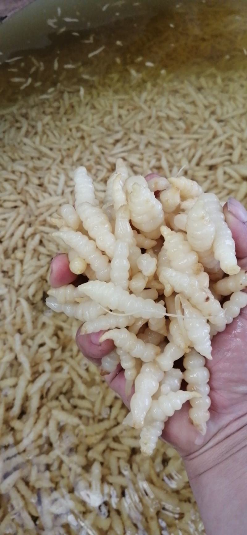 自家工厂生产的白糖蒜，酸豆角，酸白菜，红油地环，质量上乘