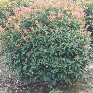 红叶石楠球