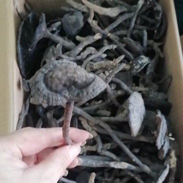 香雪灵芝