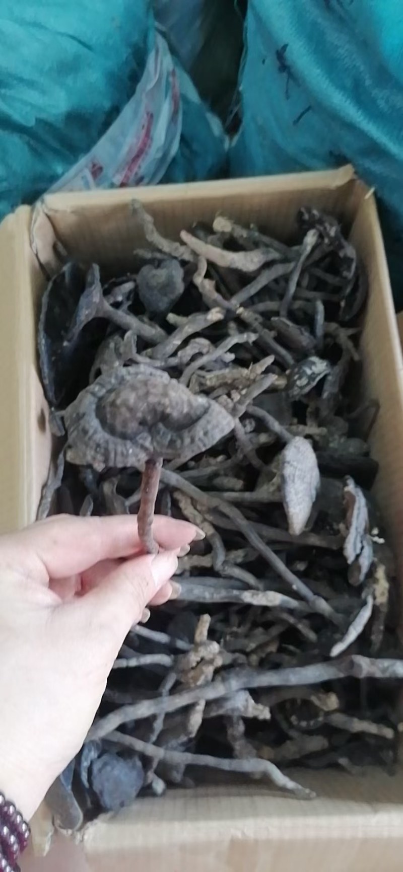 香雪灵芝