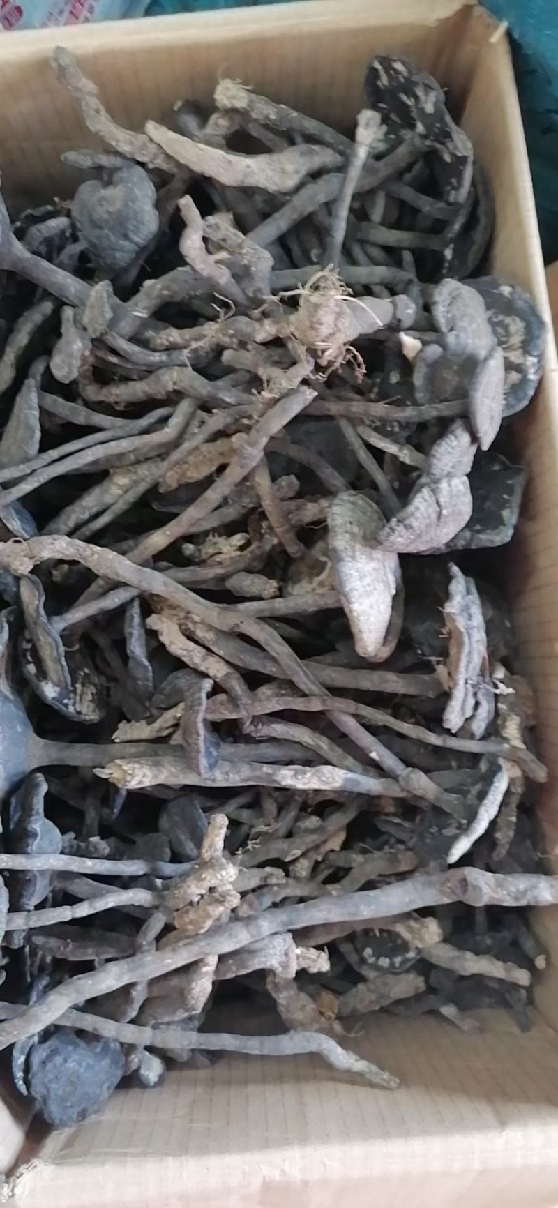 香雪灵芝