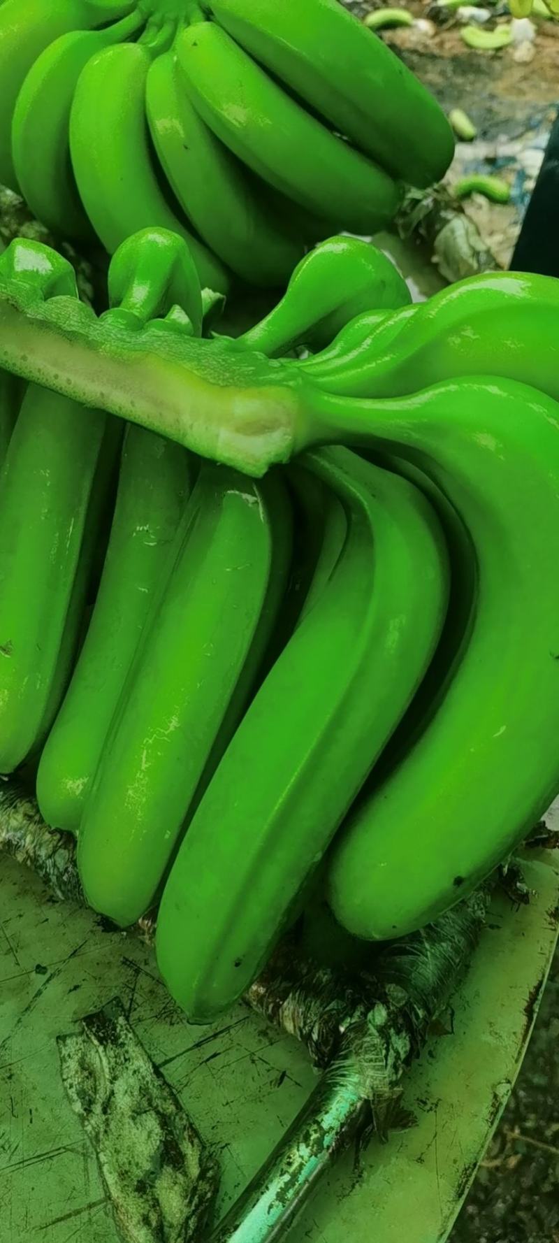 香蕉
