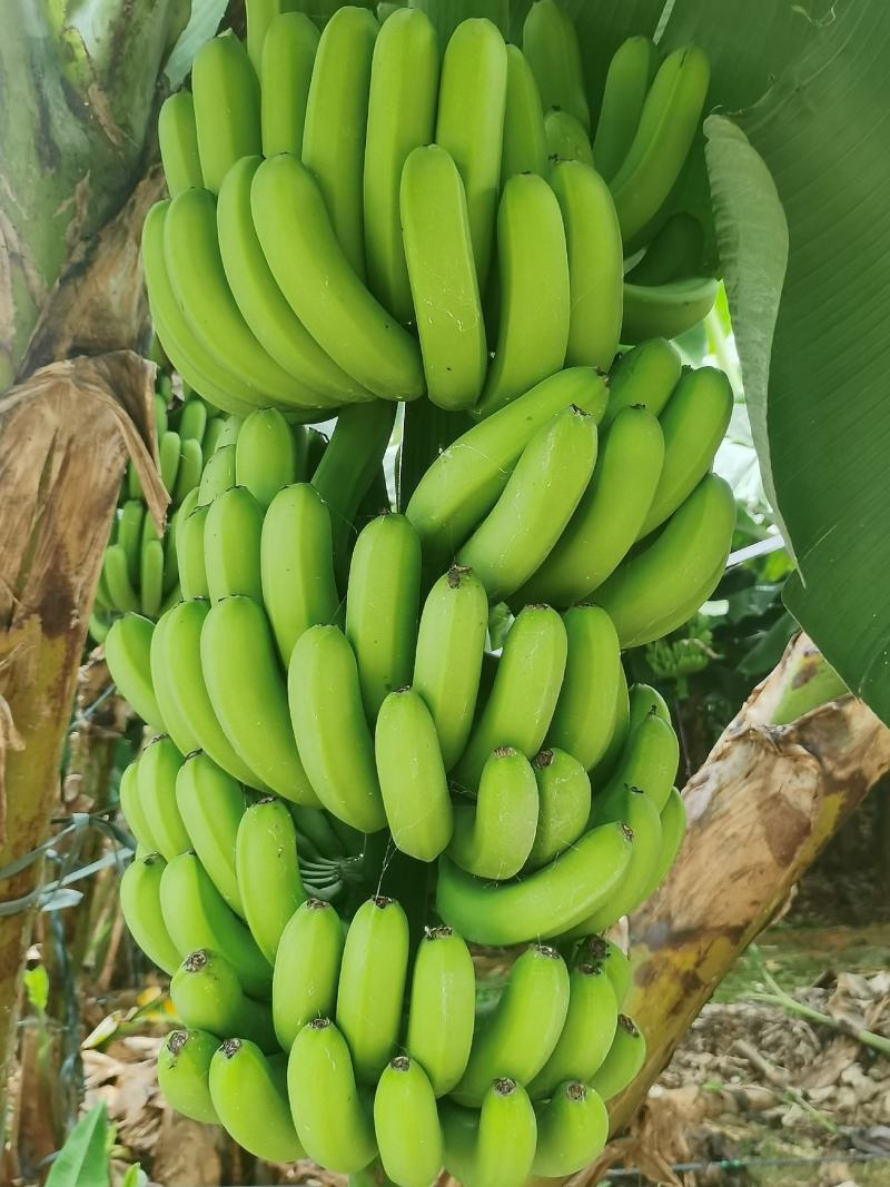 香蕉