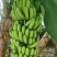 香蕉
