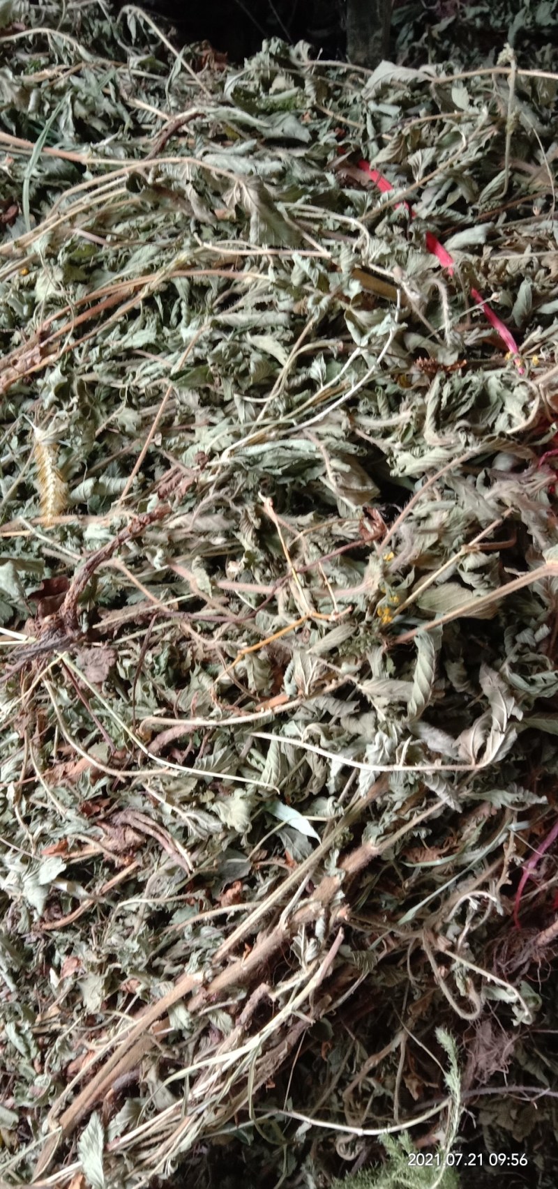 纯野生新货仙鹤草，大货大量批发零售，欢迎各位的来电