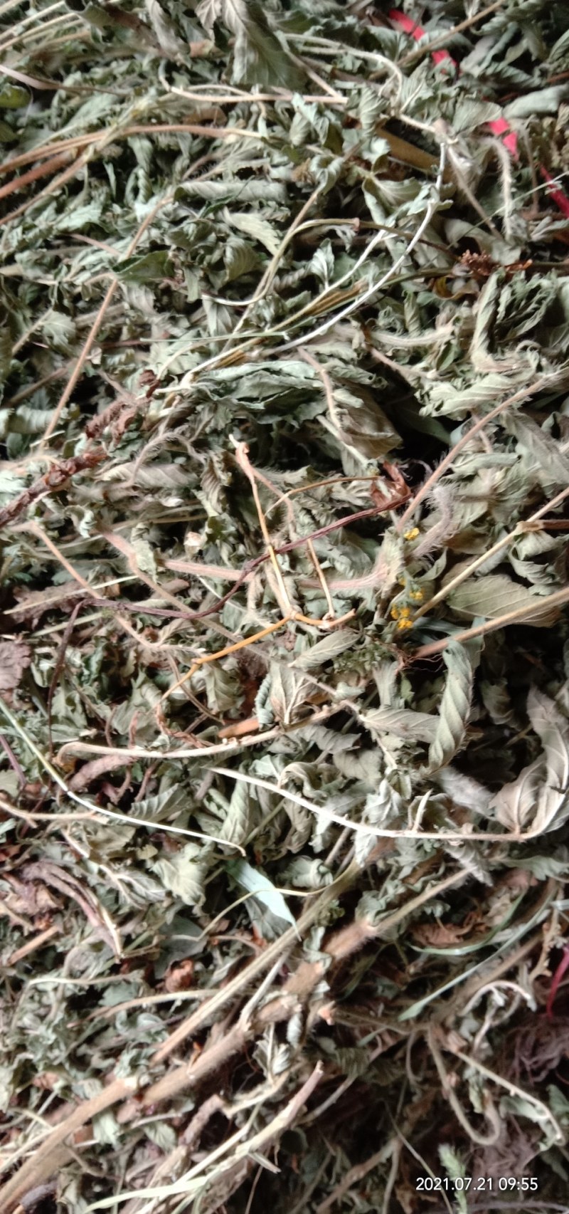纯野生新货仙鹤草，大货大量批发零售，欢迎各位的来电