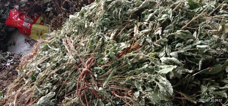 纯野生新货仙鹤草，大货大量批发零售，欢迎各位的来电