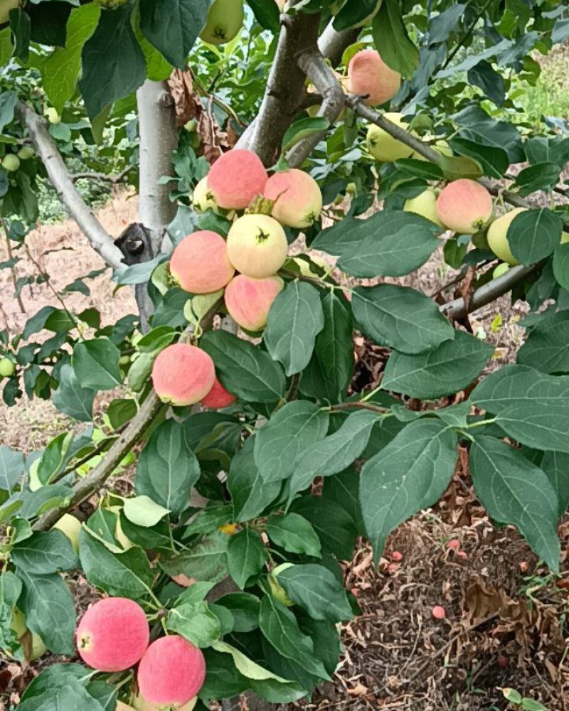精品K9苹果/货源充足量大价优产地直发