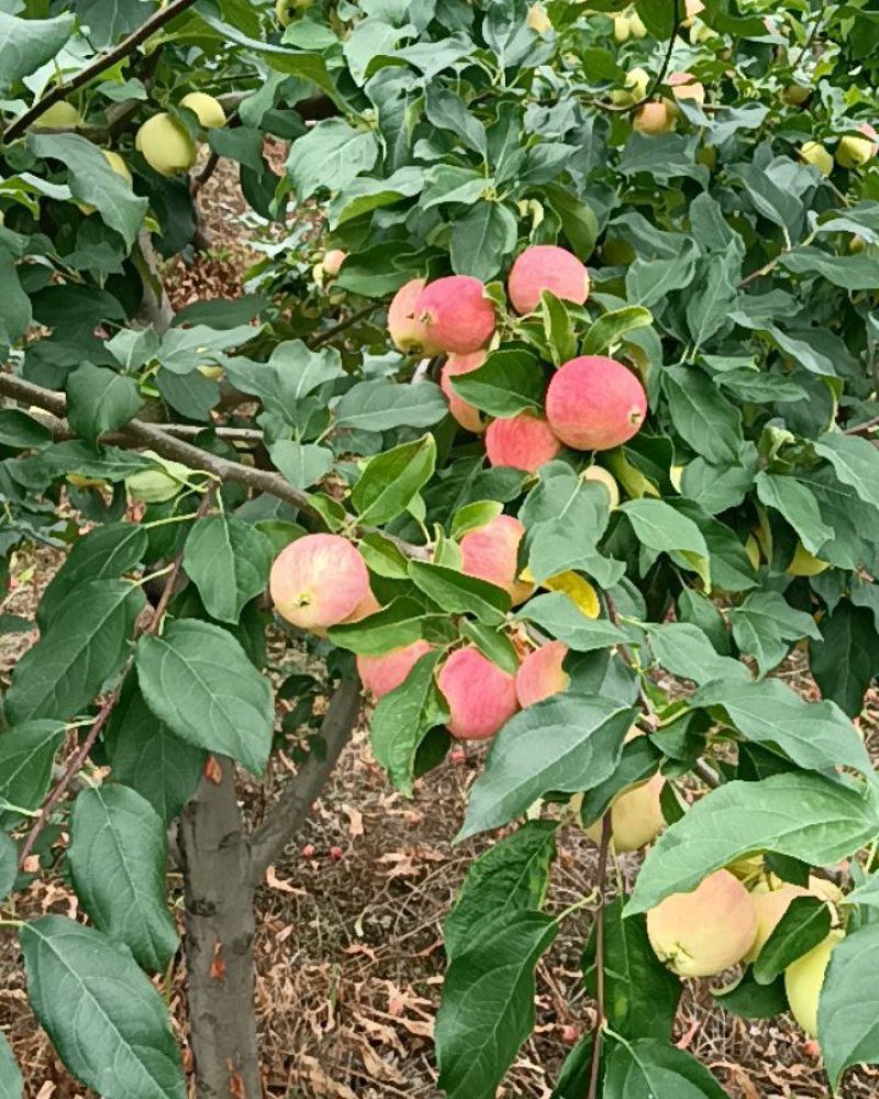 精品K9苹果/货源充足量大价优产地直发