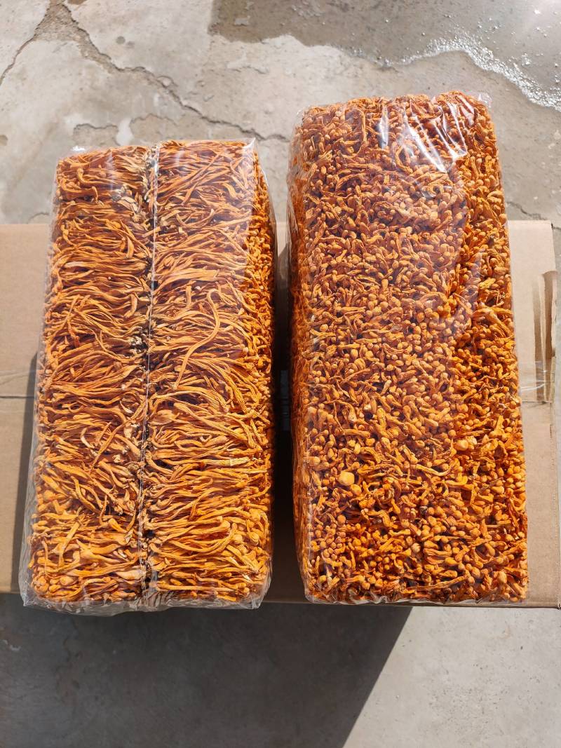虫草花干货孢子头虫草花排草颜色好煲汤配菜产地批发一手货源