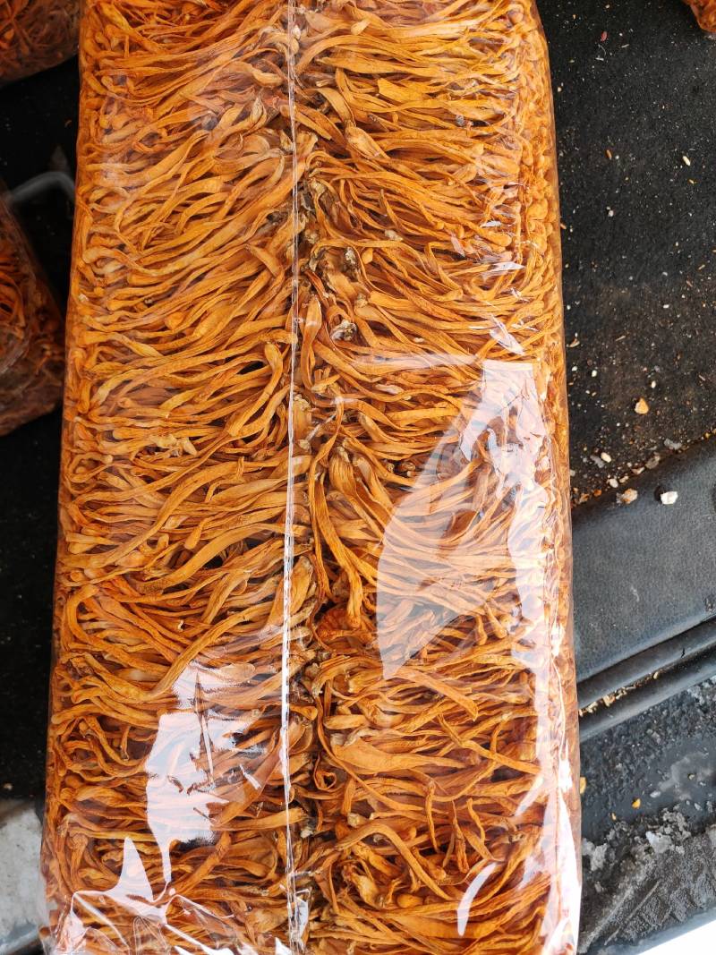 虫草花干货孢子头虫草花排草颜色好煲汤配菜产地批发一手货源