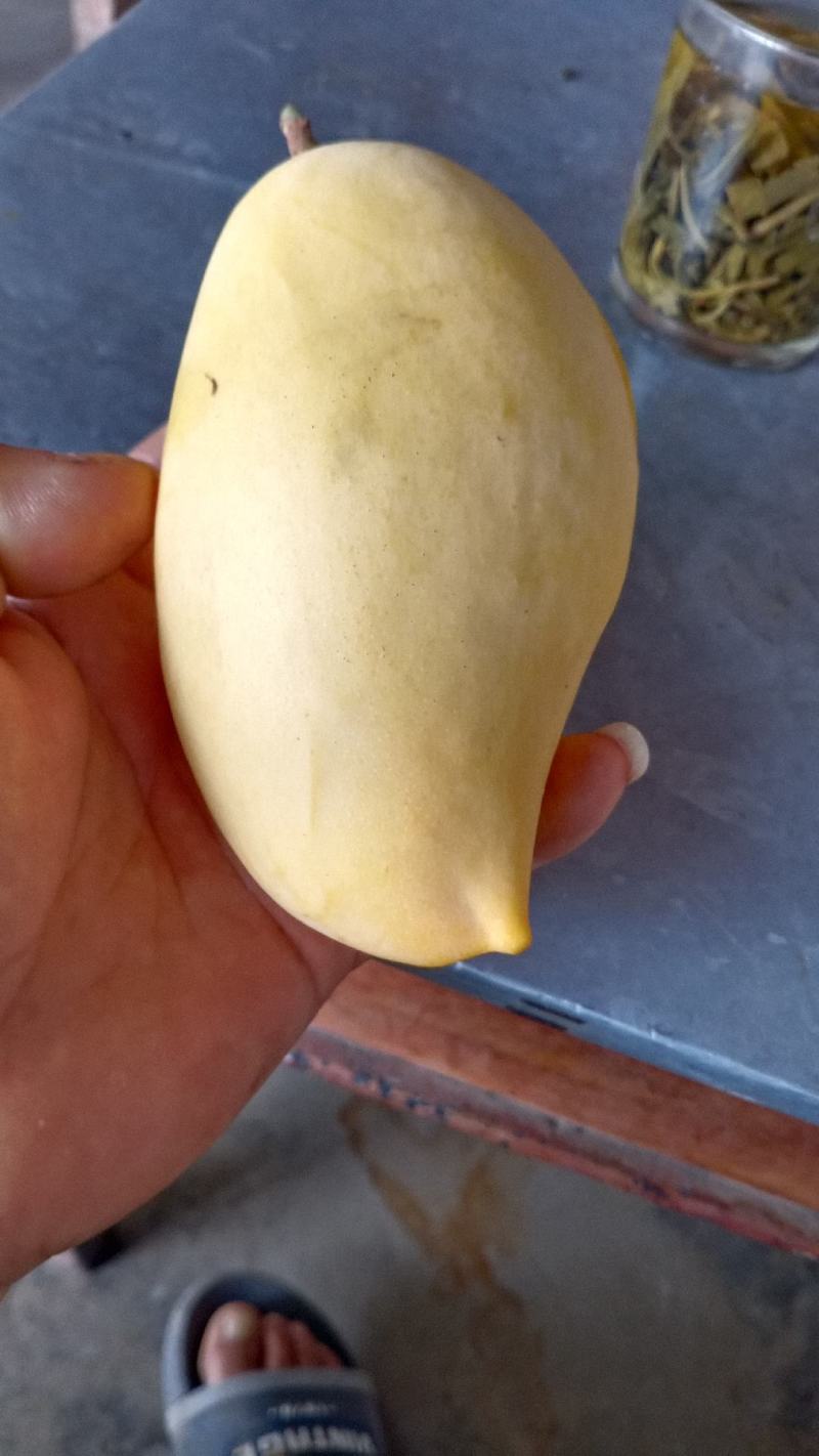 出售芒果