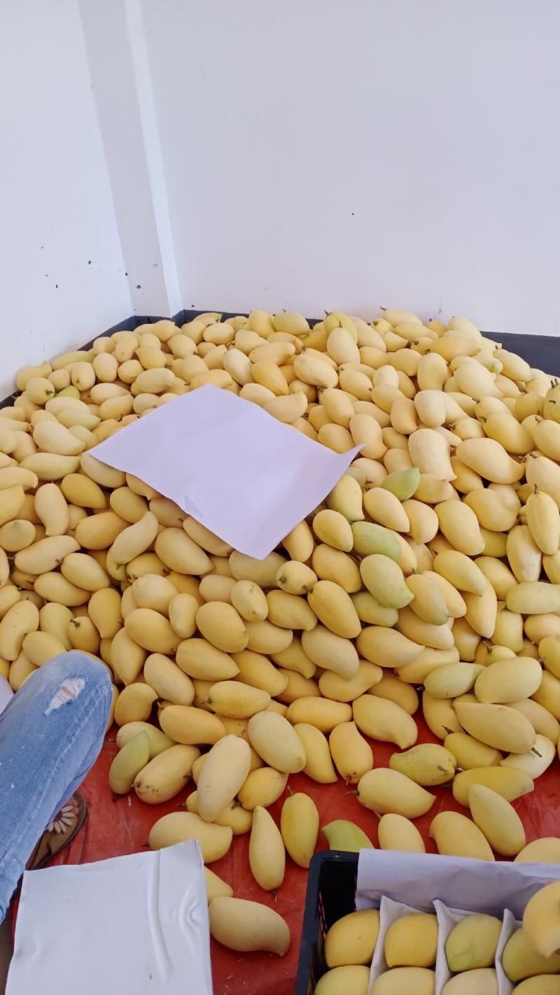 出售芒果