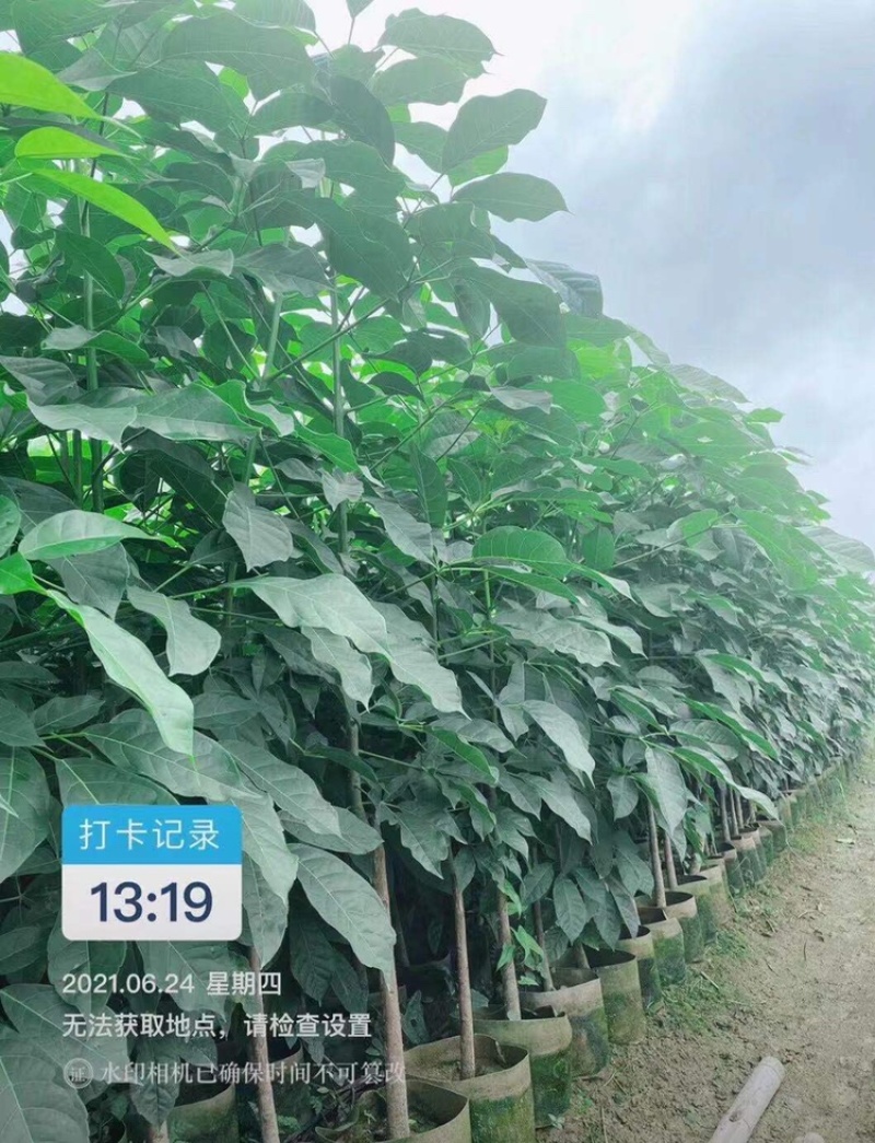 1-2-3公分高度1-4米洋红风铃木红花风铃木