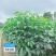 1-2-3公分高度1-4米洋红风铃木红花风铃木