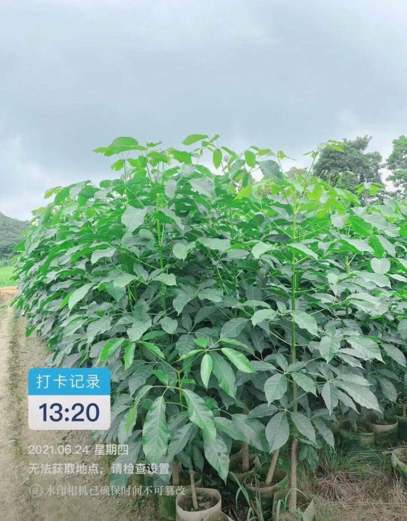 1-2-3公分高度1-4米洋红风铃木红花风铃木