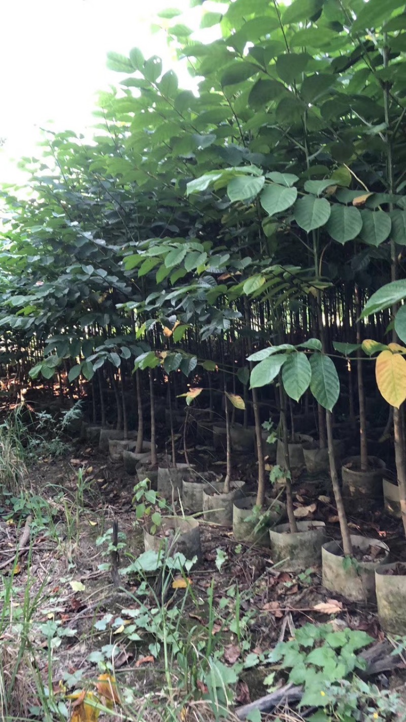 1-2-3-4-5公分高度1-4米火焰木火焰木