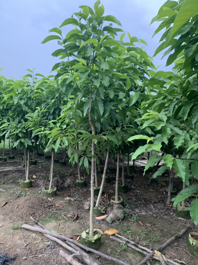 白玉兰白兰，袋苗原生苗1-5公分黄兰袋苗