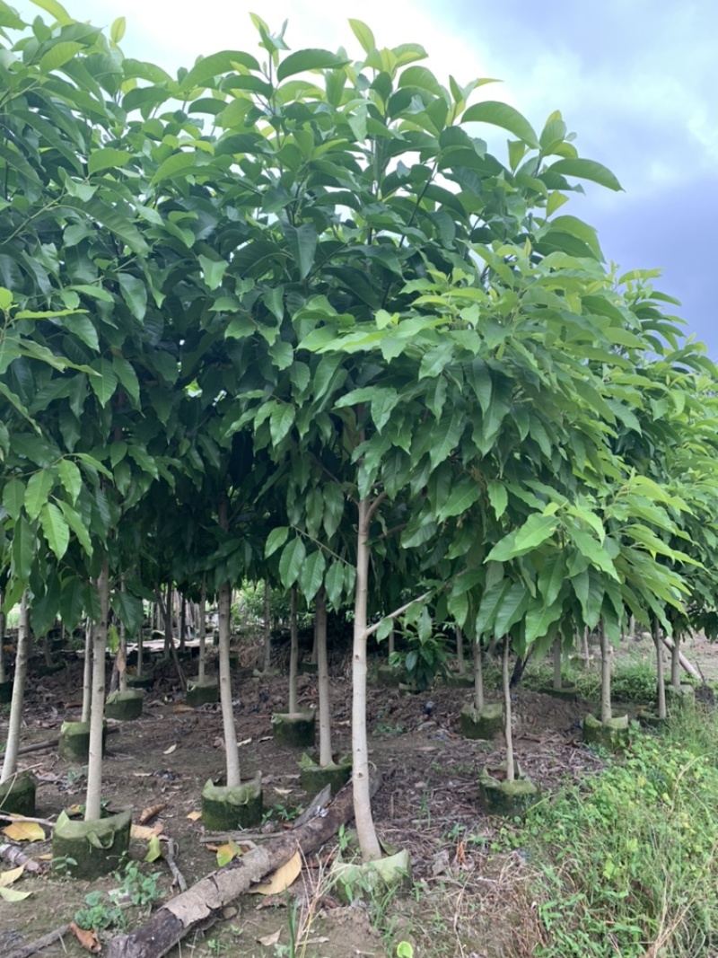 白玉兰白兰，袋苗原生苗1-5公分黄兰袋苗