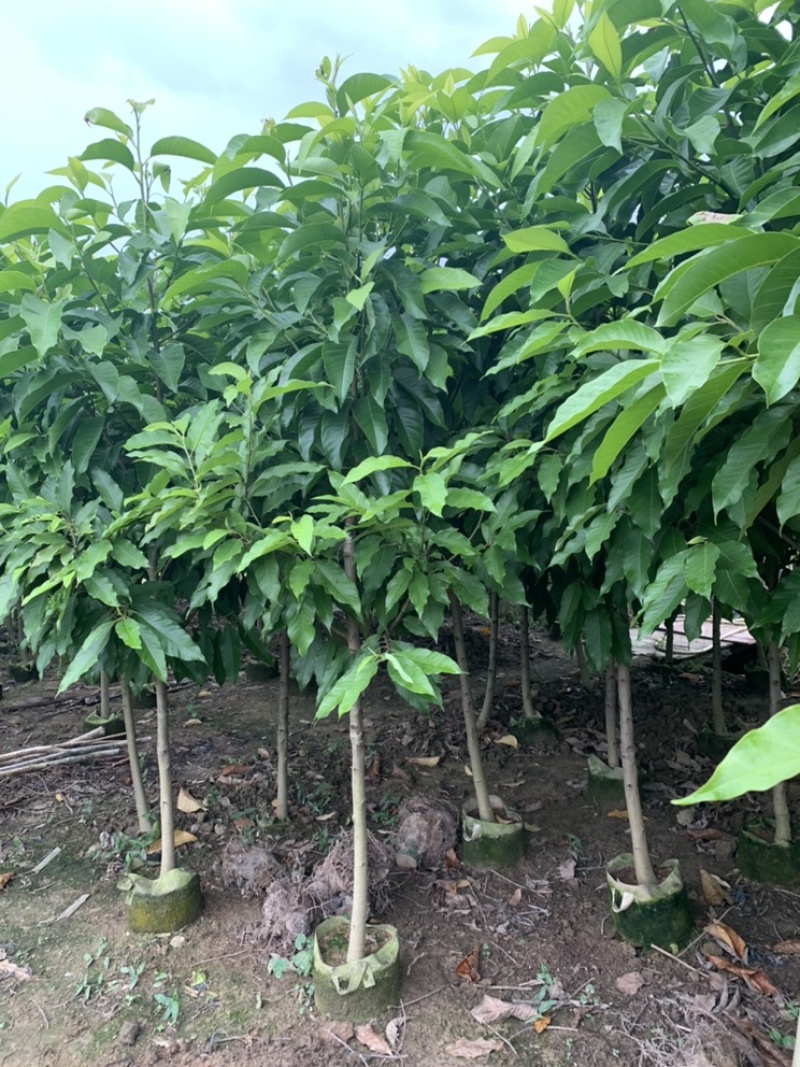 白玉兰白兰，袋苗原生苗1-5公分黄兰袋苗