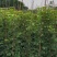 1-2-3公分高度1-3米多花少花黄花风铃木