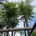 5-6-7-8-9-10公分截杆蓝花楹蓝雾树