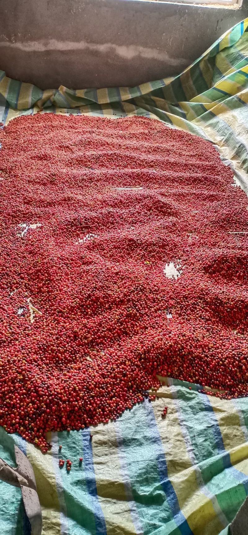 老鹰茶种子。茶籽。需要联系。。。。。。。。