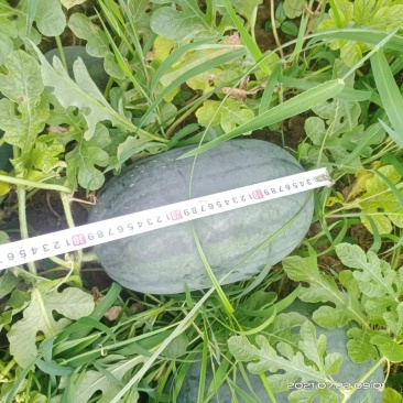本地精品西瓜，皮薄肉，瓜籽少口感甜，关键是量大的很