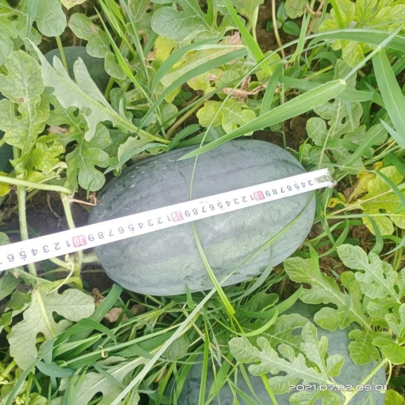 本地精品西瓜，皮薄肉，瓜籽少口感甜，关键是量大的很