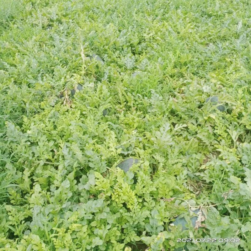 本地精品西瓜，皮薄肉，瓜籽少口感甜，关键是量大的很