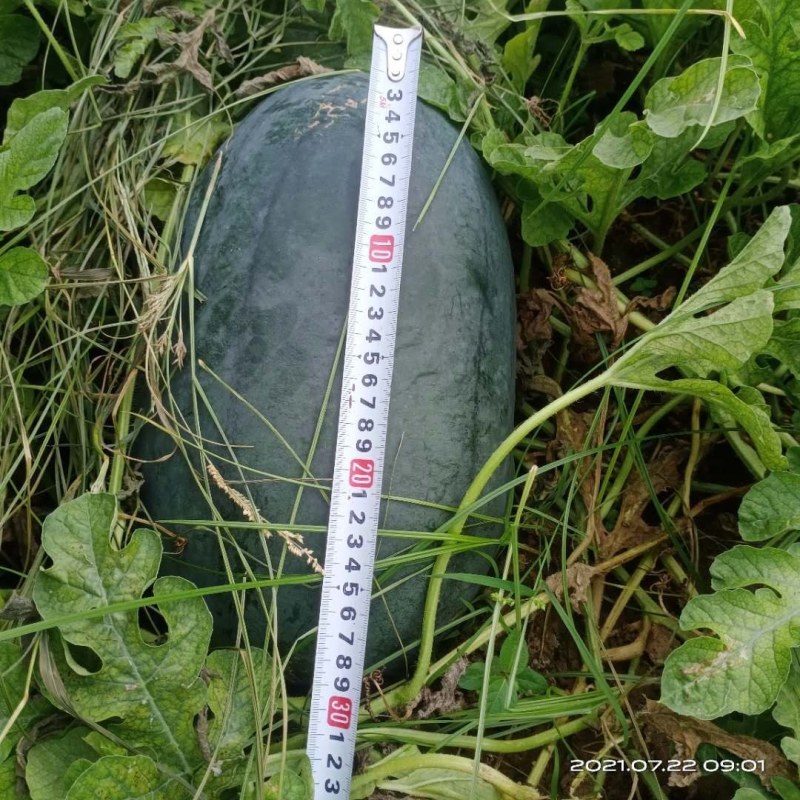 本地精品西瓜，皮薄肉，瓜籽少口感甜，关键是量大的很