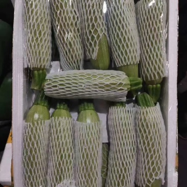 甘肃定西绿皮西葫芦