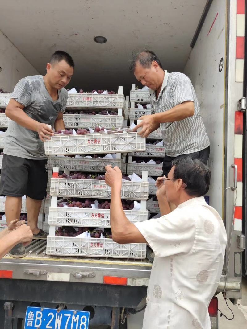 浦江巨峰葡萄，实力代办中。