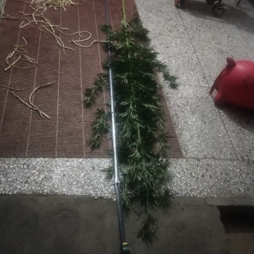 益母草子，茺蔚子