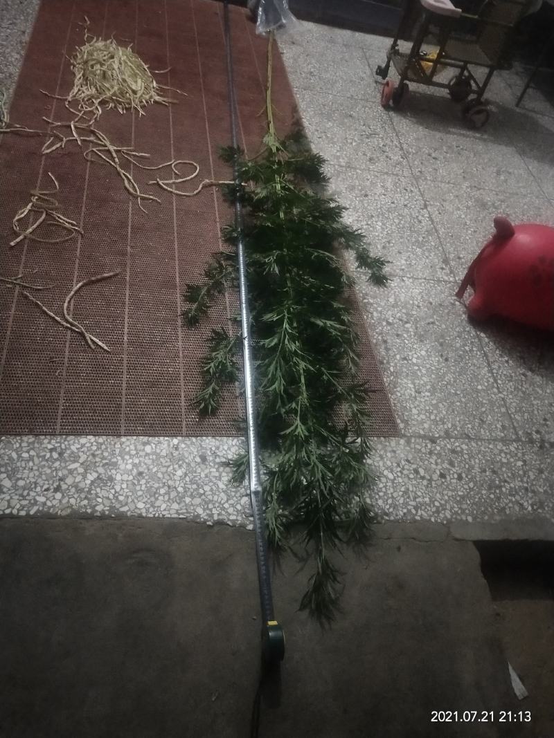 益母草子，茺蔚子