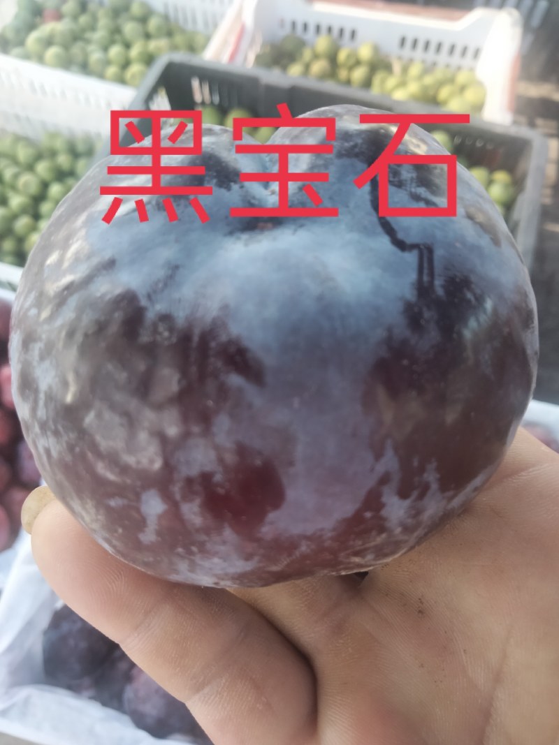 【黑宝石李子】南阳产地一手货源，价格便宜，冷库黑宝石。