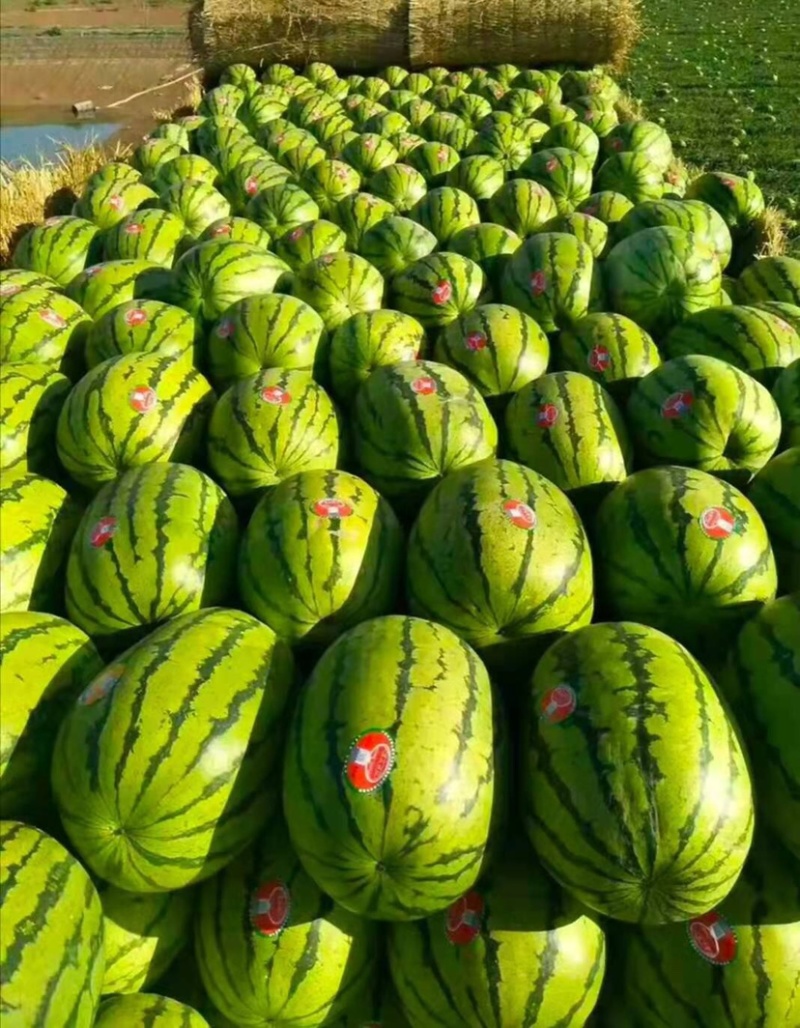 宁夏甘肃硒砂瓜石头瓜，产地直发个头大皮毛好，全国发货