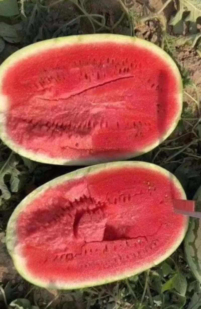 宁夏甘肃硒砂瓜石头瓜，产地直发个头大皮毛好，全国发货